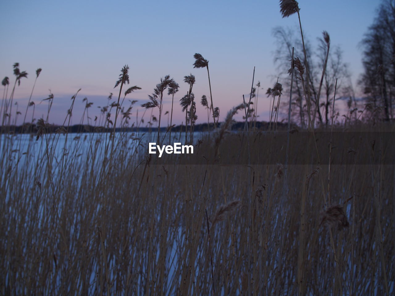Scenic view of grass against sky during sunset