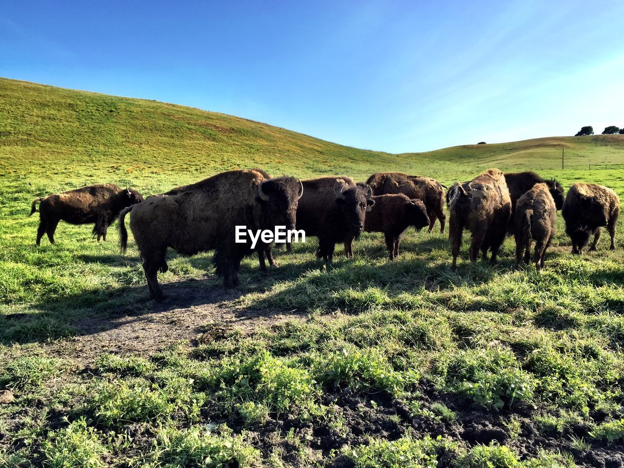 Herd on buffalo on grassy field against clear sky