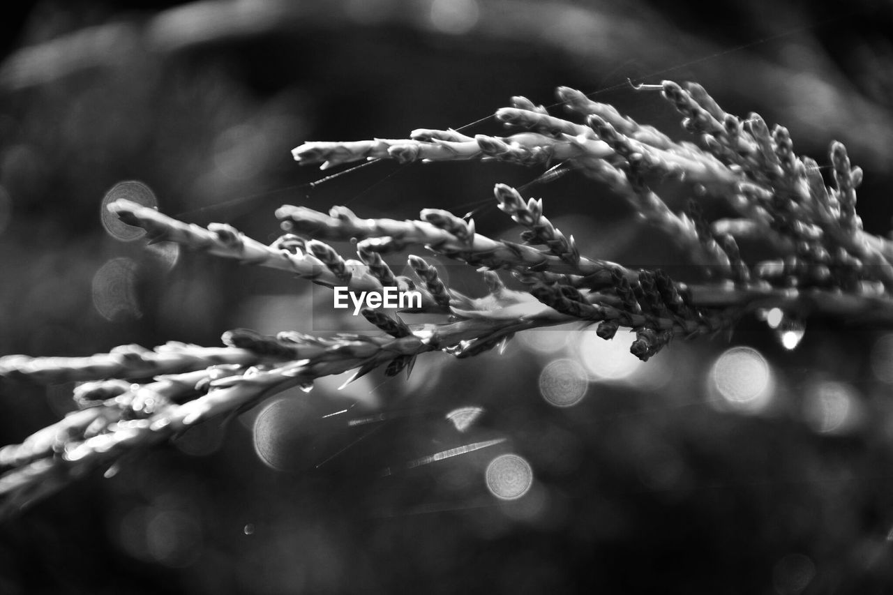 CLOSE-UP OF WET PLANT