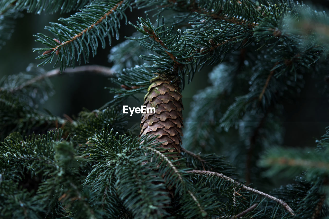 Close-up of pine tree