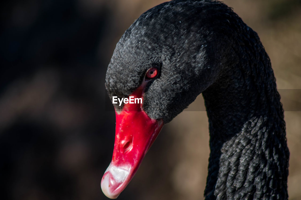 CLOSE-UP OF A SWAN