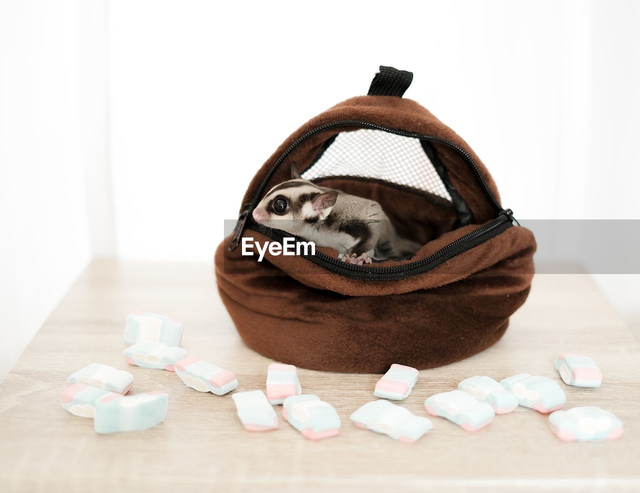 Sugar glider lunch