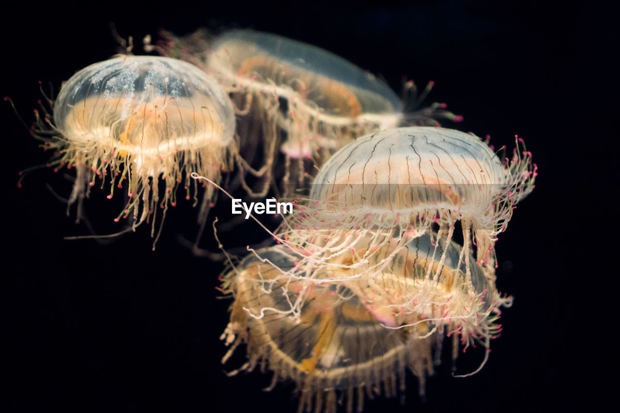 Flower hat jellyfishes swimming underwater at osaka aquarium kaiyukan