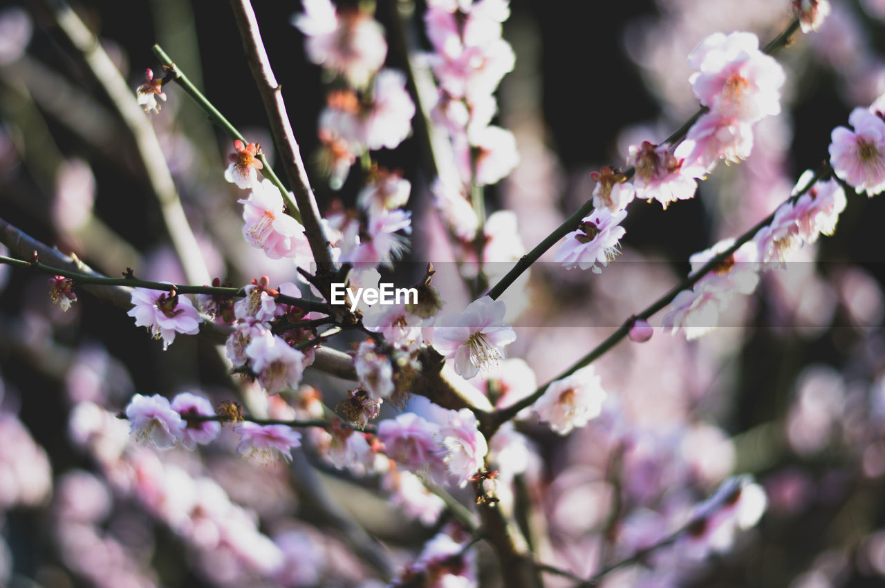 CLOSE-UP OF PINK BLOSSOMS ON BRANCH