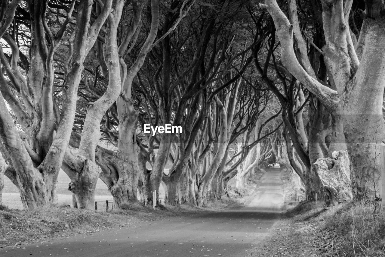 Road amidst trees
