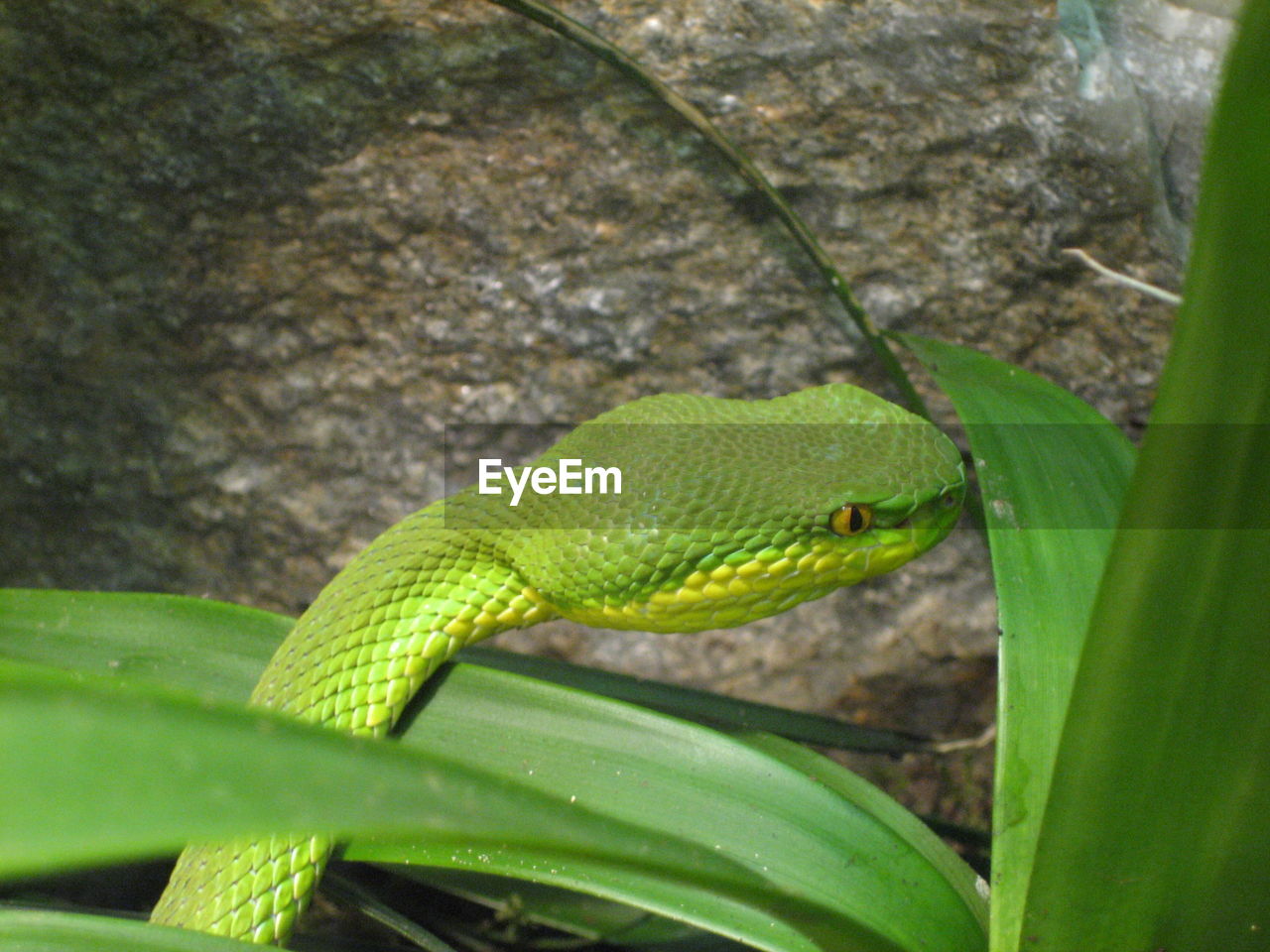 High angle view of snake on plant