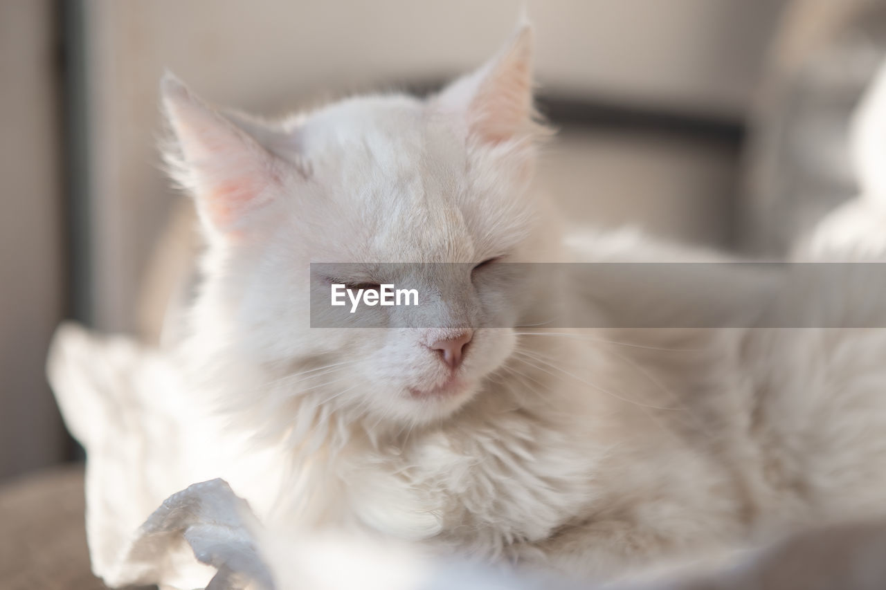 CLOSE-UP OF A CAT RESTING ON THE BED