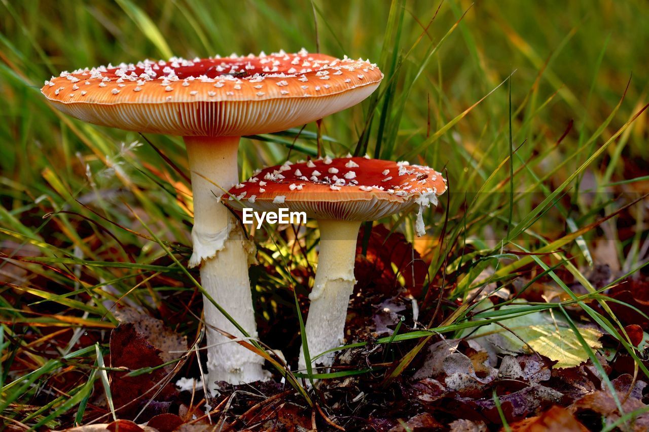CLOSE-UP OF FLY AGARIC MUSHROOMS ON LAND