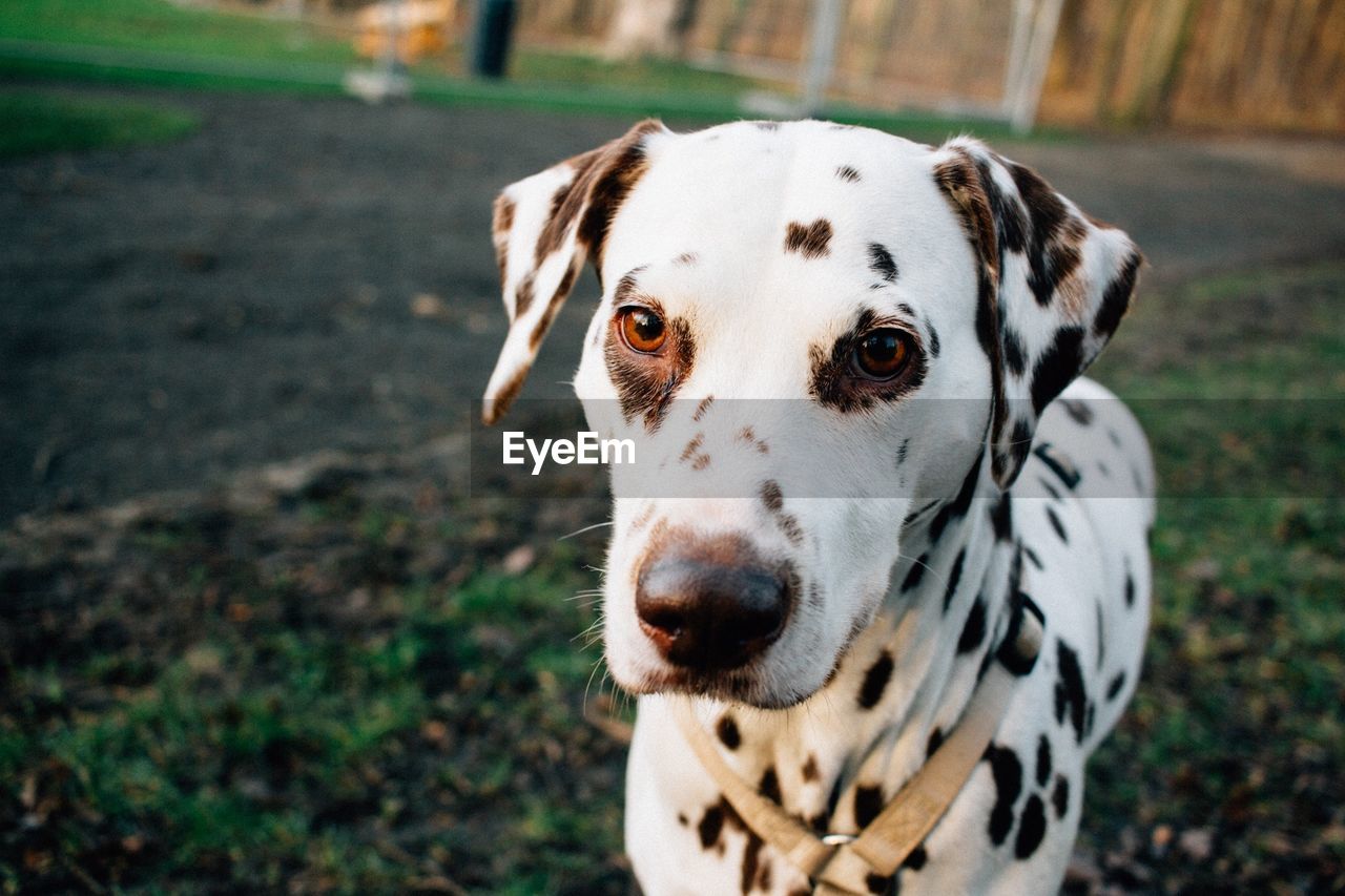 Close-up of dalmatian dog on field