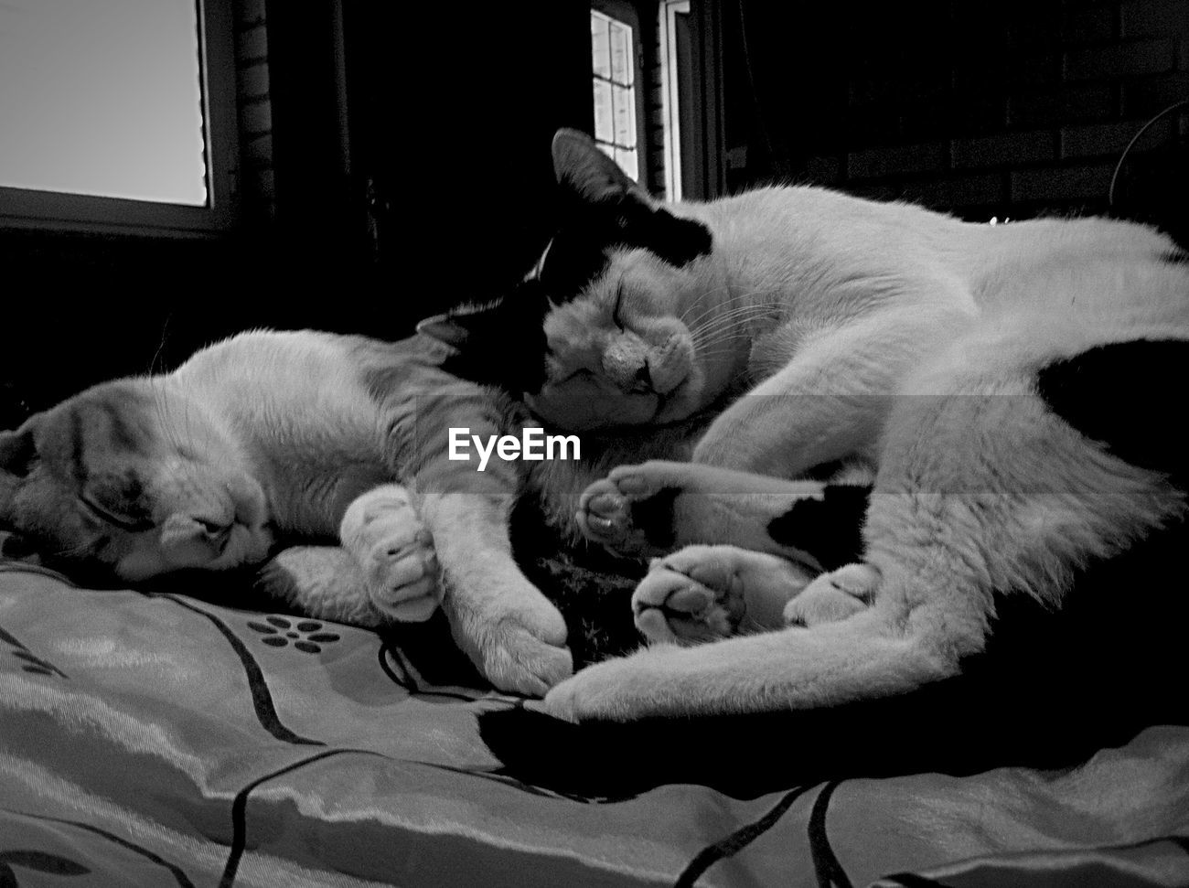 Close Up Of Cat Sleeping On Tiled Floor Id 65270120