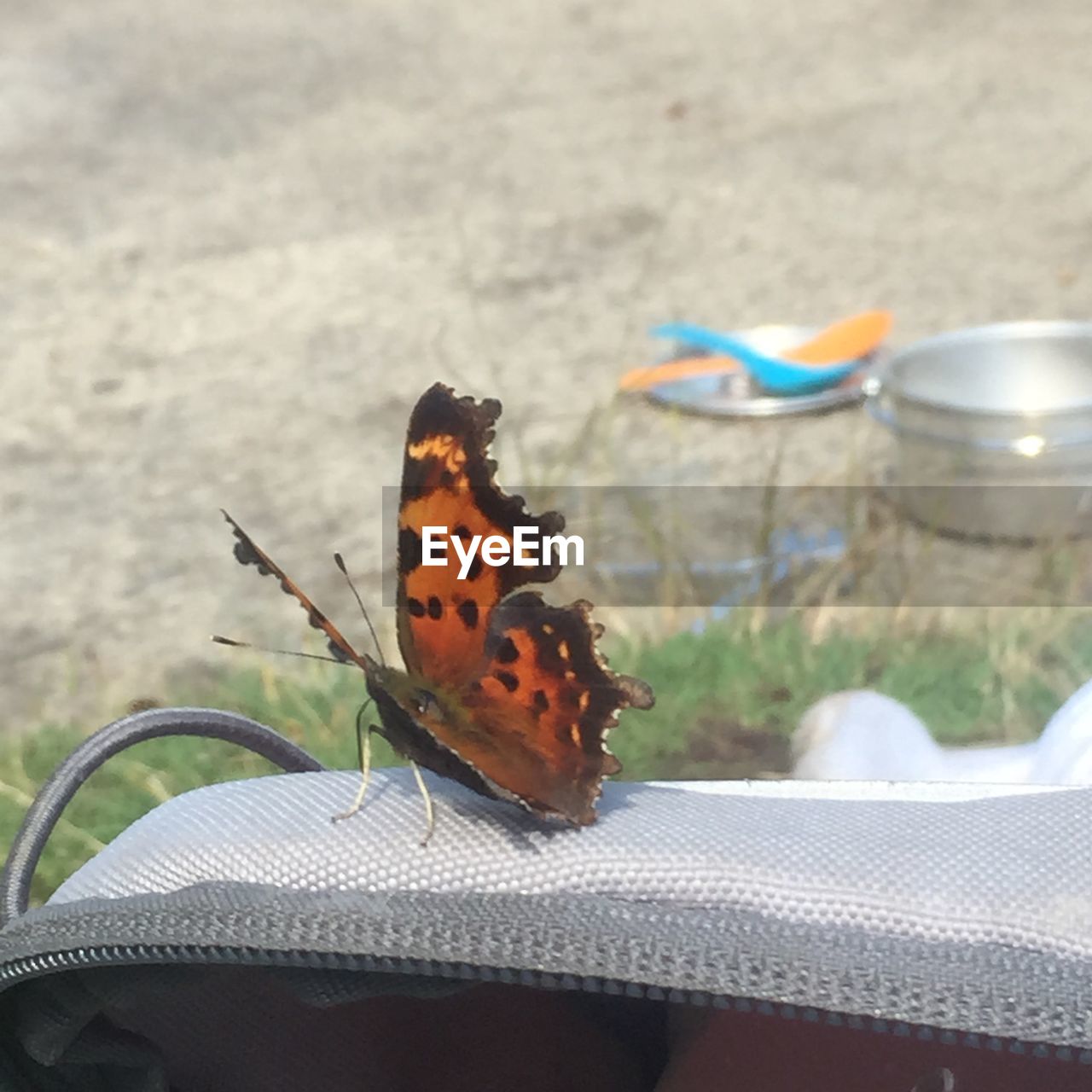 CLOSE-UP OF BUTTERFLY ON TREE TRUNK