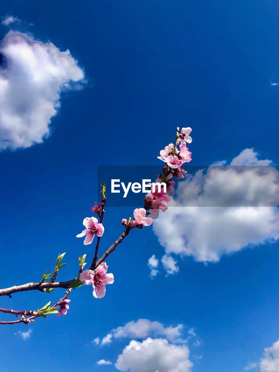LOW ANGLE VIEW OF PINK CHERRY BLOSSOM AGAINST SKY