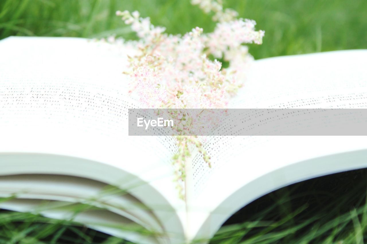 CLOSE-UP OF WHITE FLOWERS ON BOOK