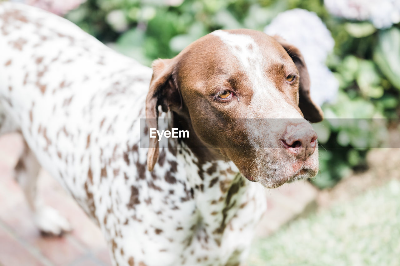Portrait of a german shorthaired pointer