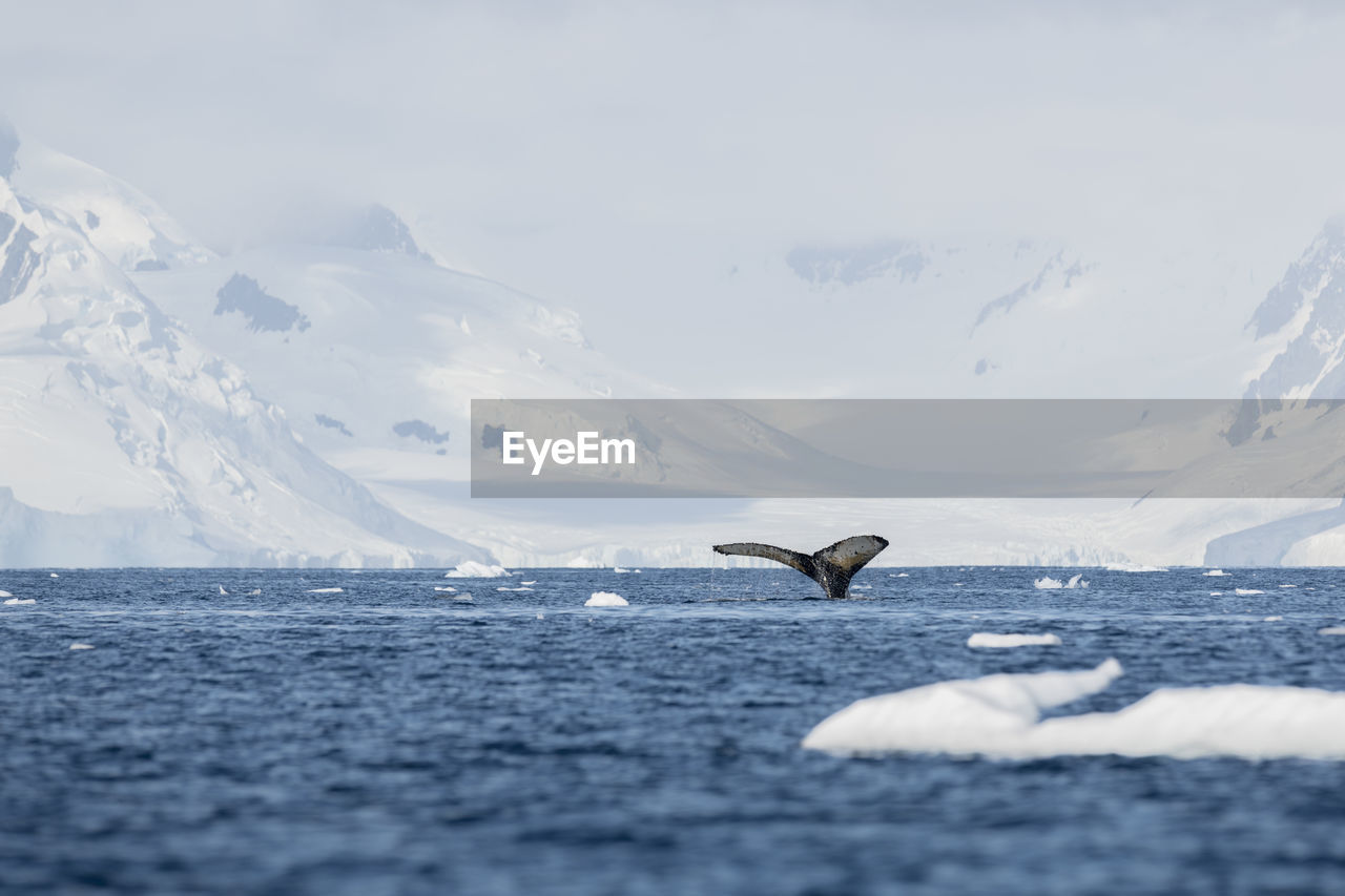 Fluke of a humpback whale with mountains and glaciers at anvers island, antarctica.