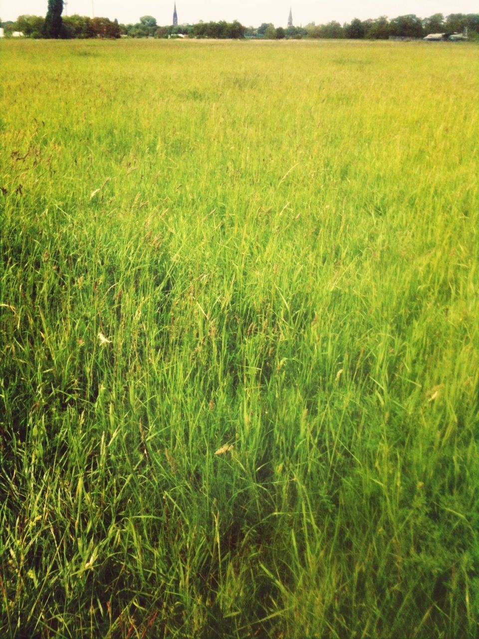 Close-up of a green field 