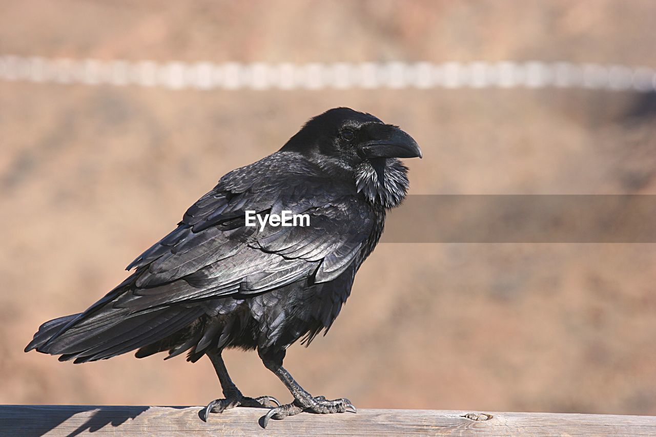 Close-up of raven bird perching on wood