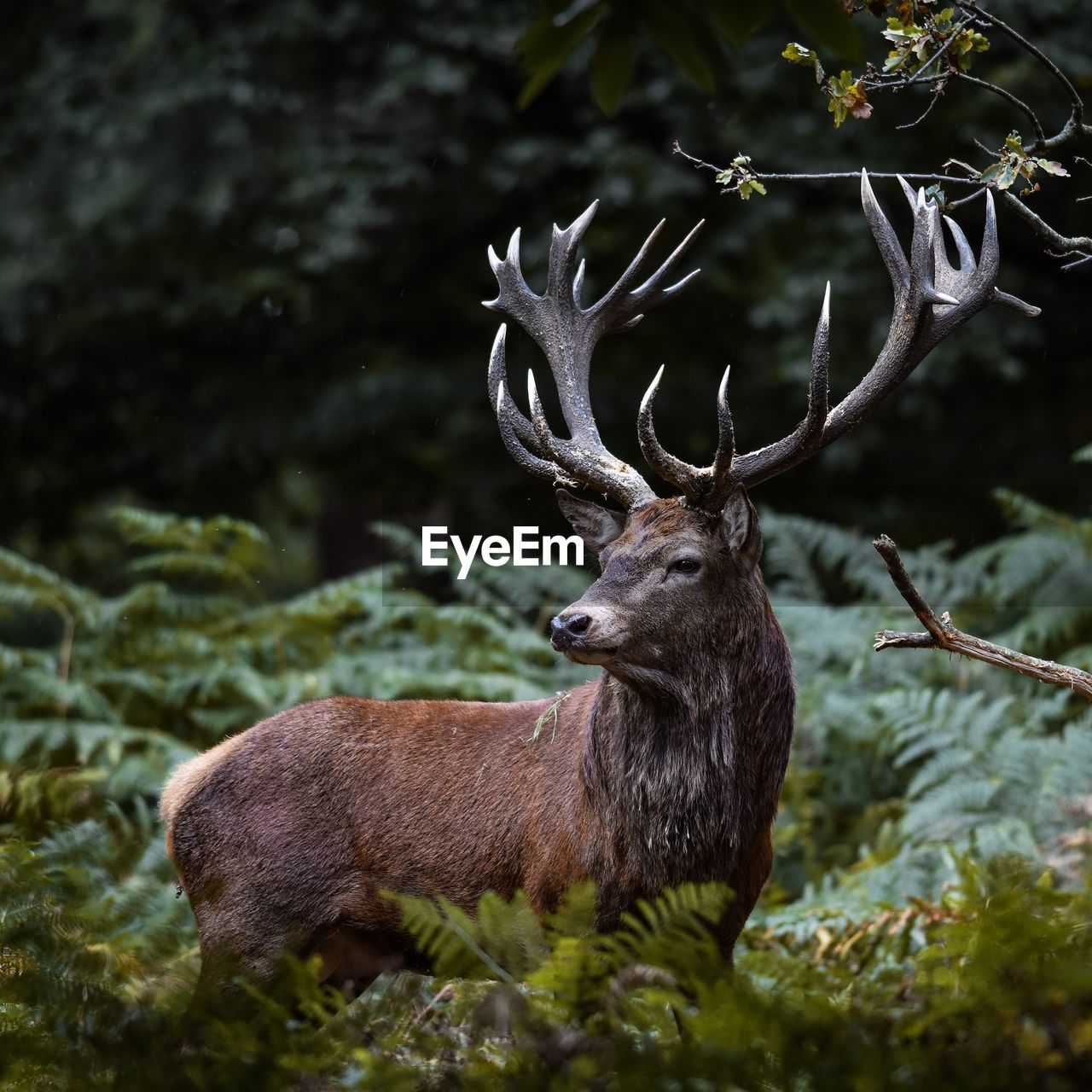 CLOSE-UP OF DEER IN A FOREST