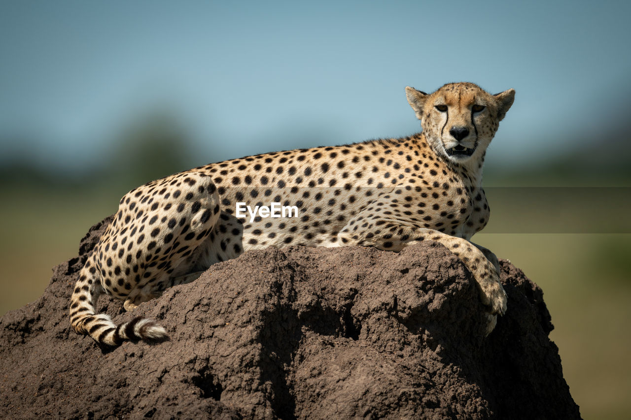 Portrait of cheetah sitting on rock