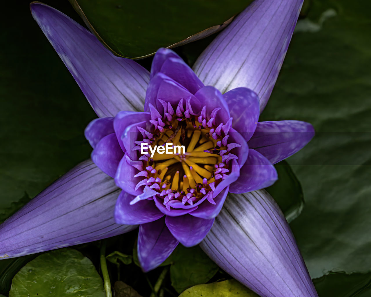 CLOSE-UP OF PURPLE LOTUS WATER LILY IN GARDEN
