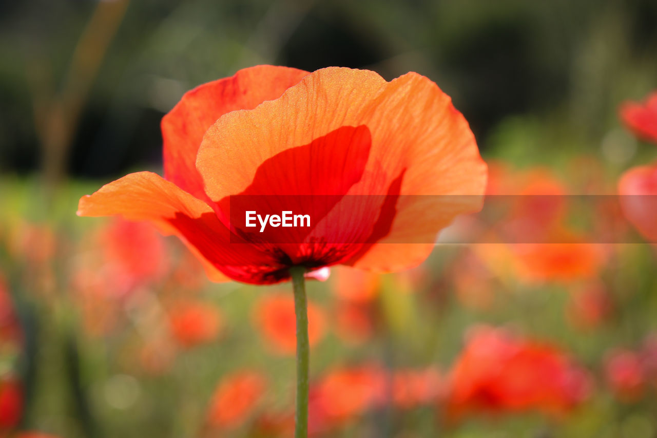 Close-up of red poppy blooming on field
