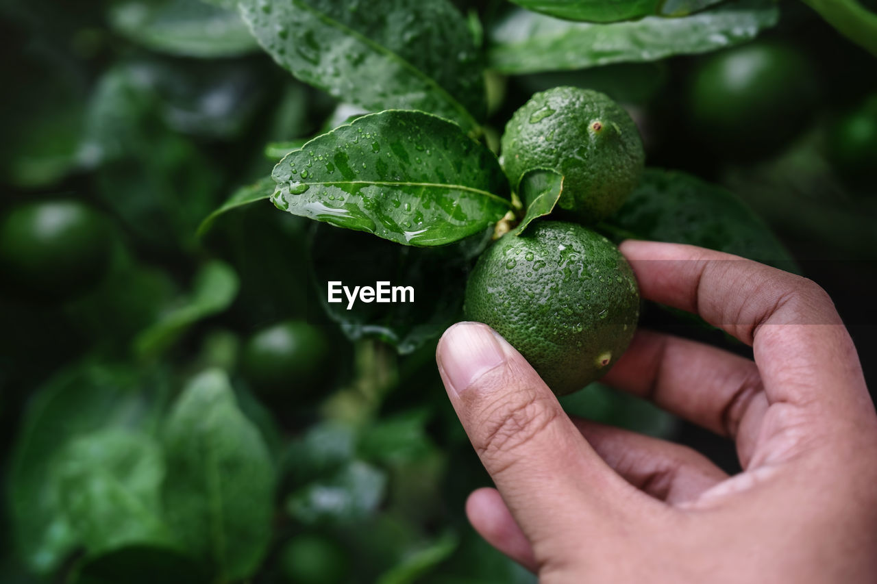 Close-up of hand holding lemon fruit outdoors