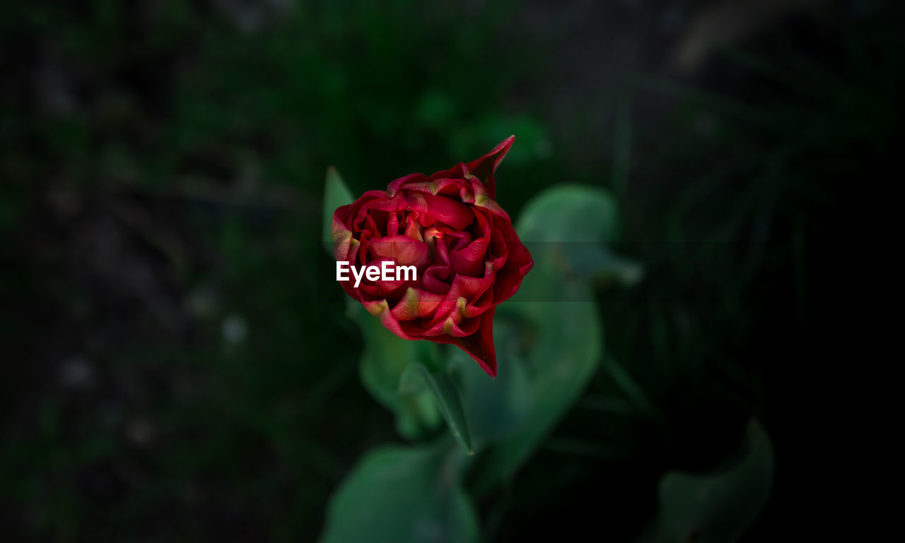CLOSE-UP OF RED ROSE ON LEAF