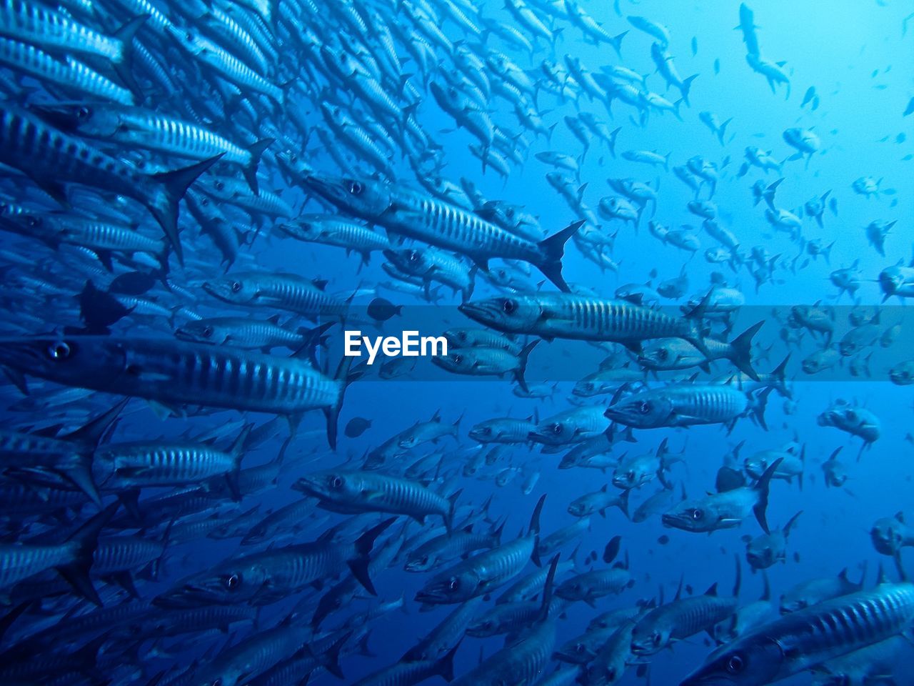 VIEW OF FISH SWIMMING IN SEA