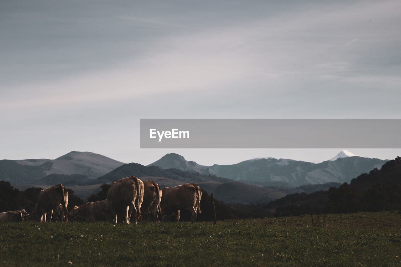 Cows on field by mountains against sky
