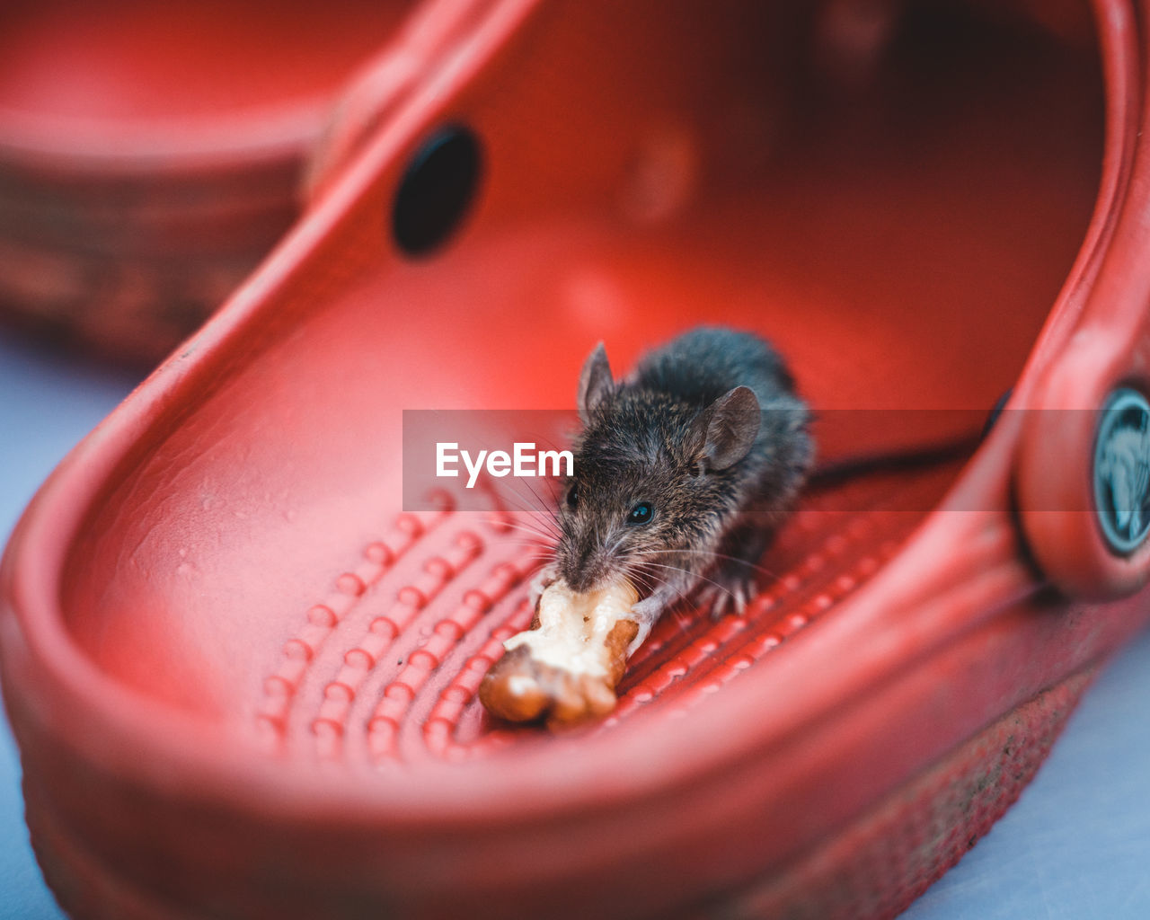 Mouse in a red shoe eating a nut