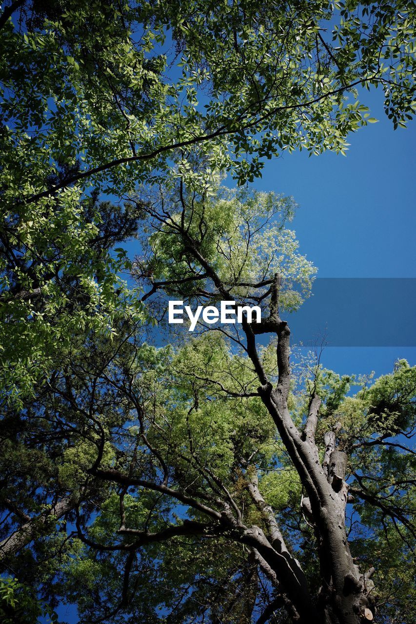 LOW ANGLE VIEW OF TREE AGAINST CLEAR SKY