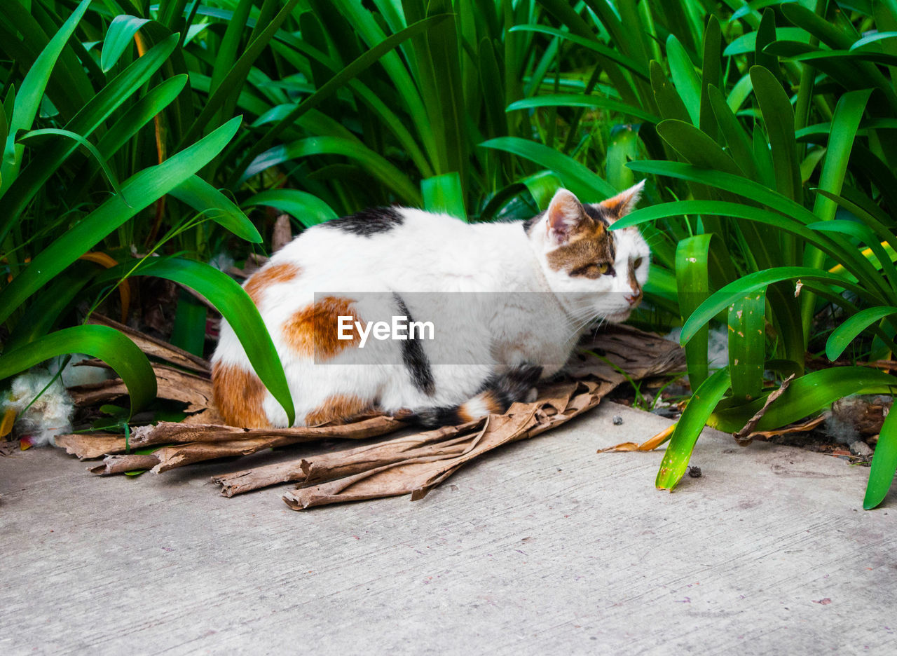 CAT RESTING ON A PLANT