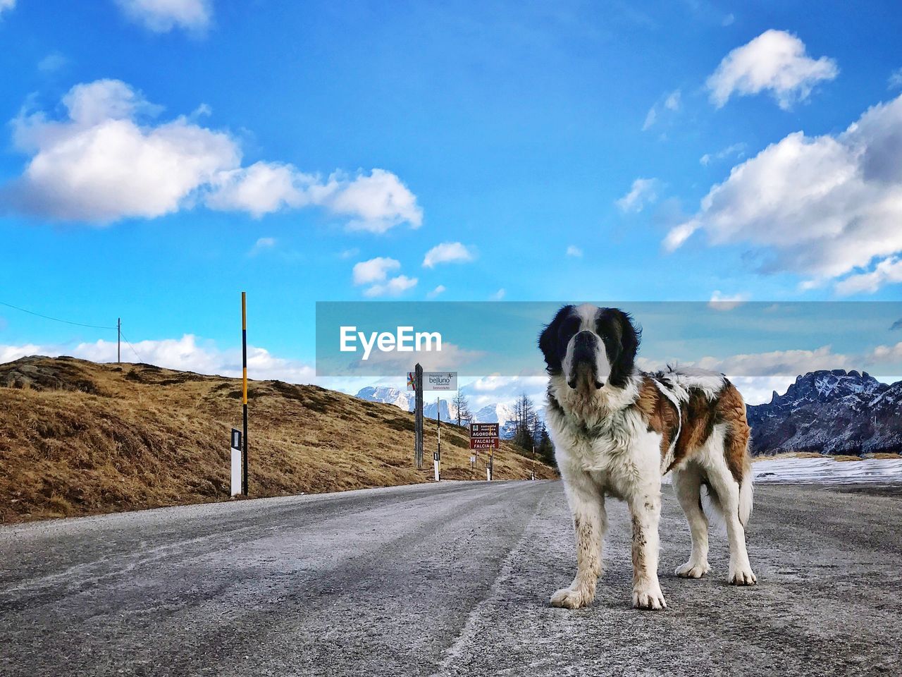 St bernard dog standing on road against sky