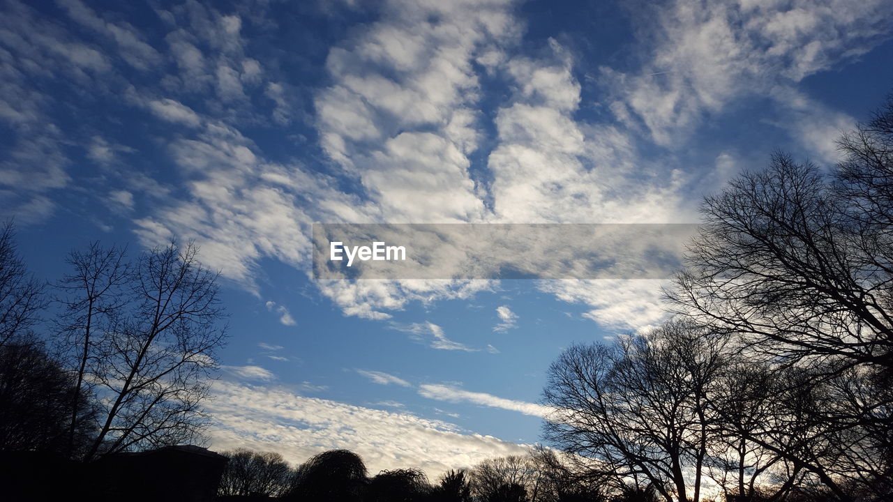 LOW ANGLE VIEW OF BARE TREES AGAINST SKY