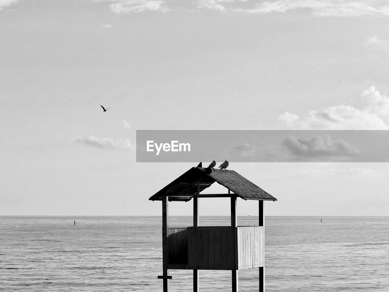 Bird flying over sea against sky