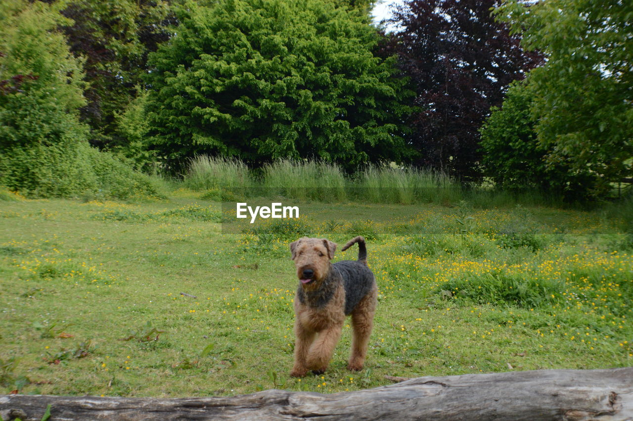 Wire fox terrier on field against trees