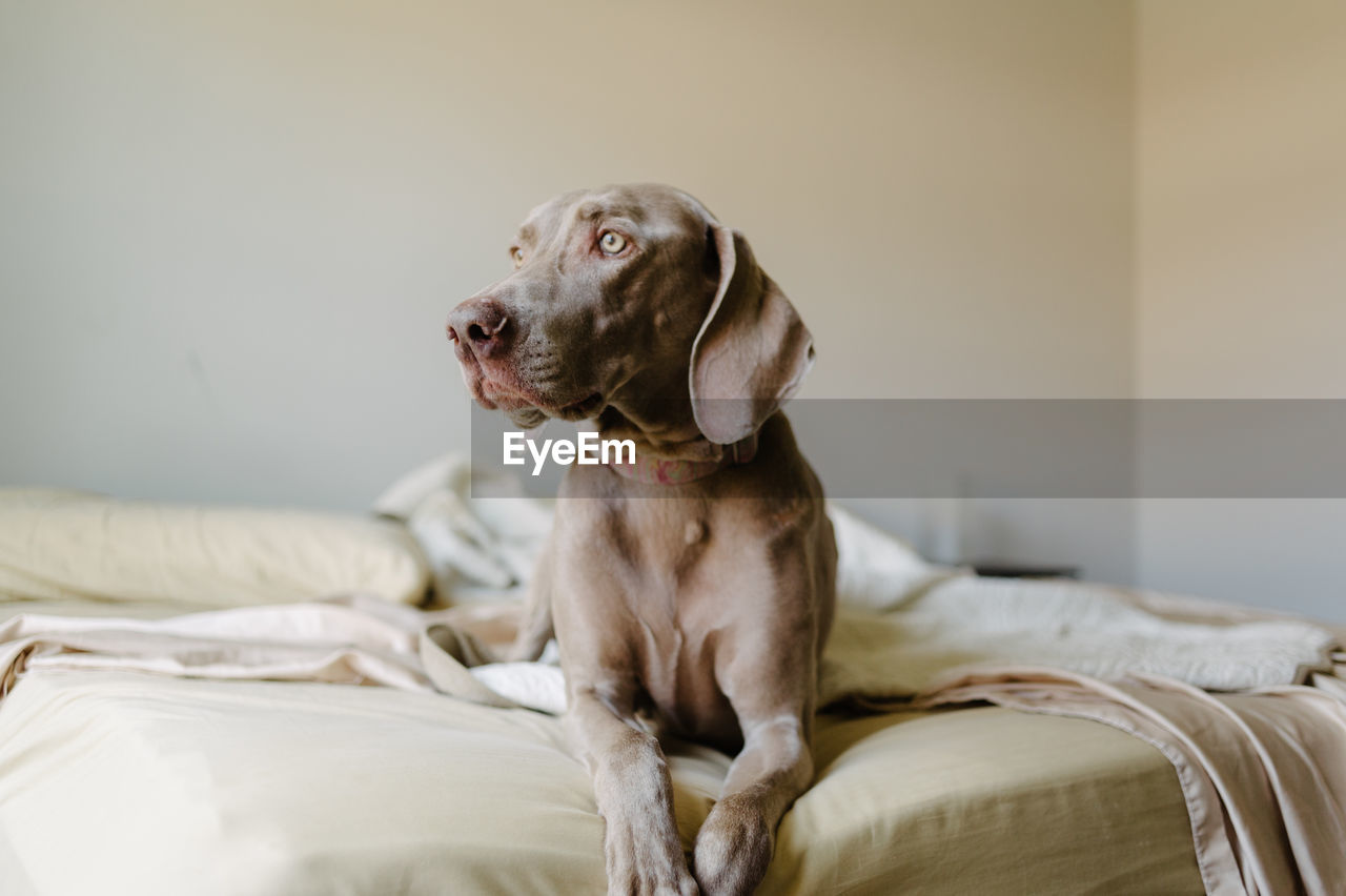 Close-up of dog sitting on bed at home