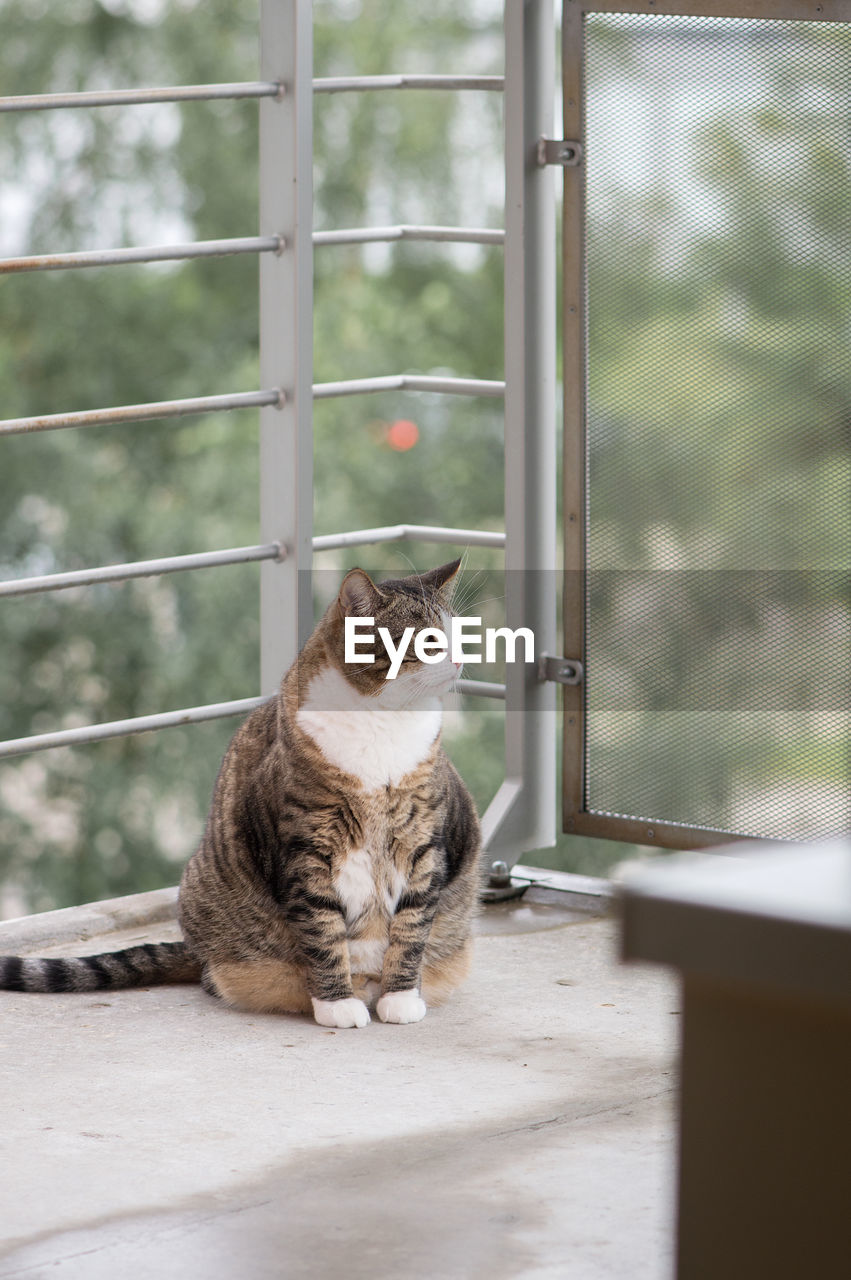 Fat Grey Cat With Stripes Big Belly And Slender On Eyeem