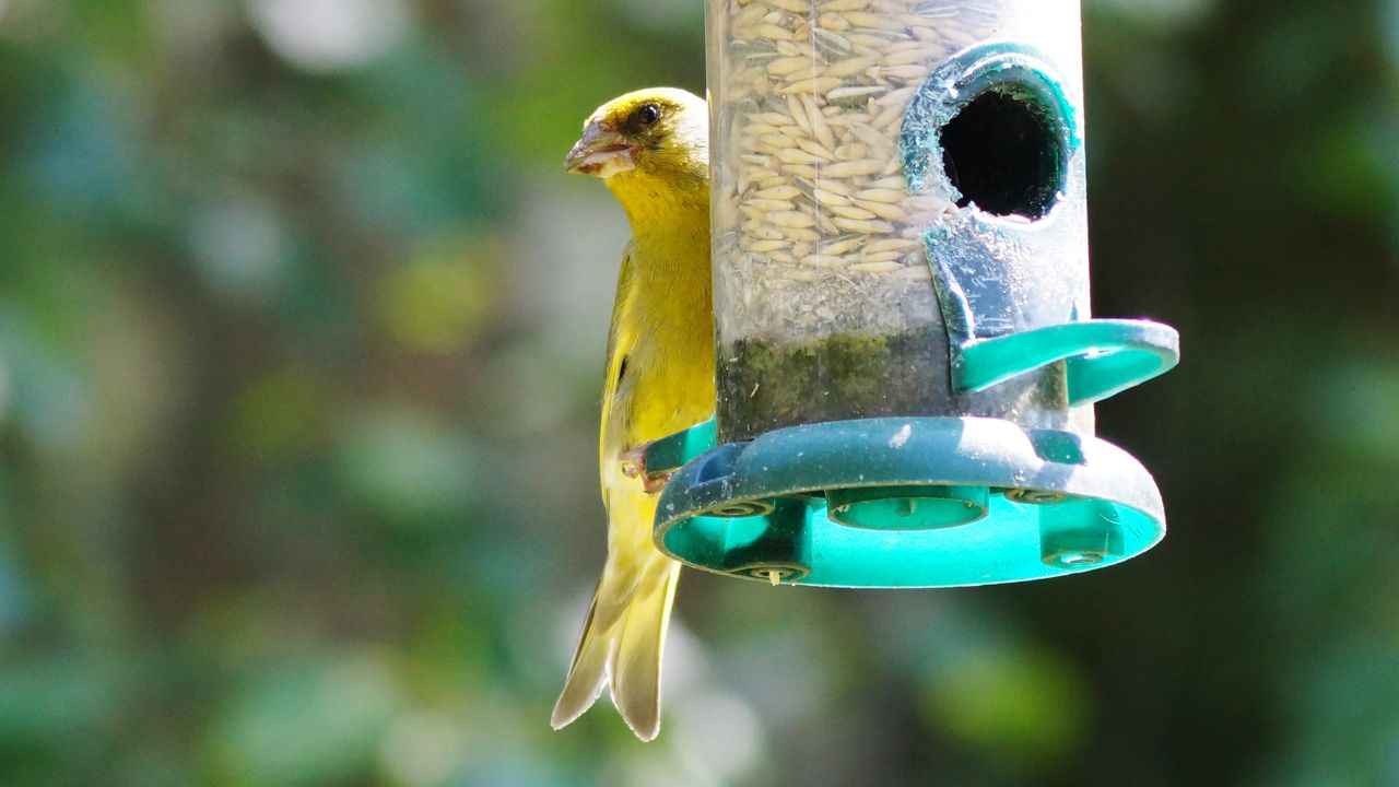 Greenfinch Gronfink Swedish Nature Sweden Bjorkvik On Eyeem