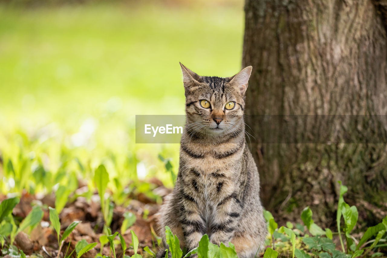 animal, animal themes, mammal, cat, pet, grass, feline, domestic cat, domestic animals, one animal, wild cat, portrait, plant, looking at camera, wildlife, felidae, small to medium-sized cats, nature, no people, tabby cat, sitting, whiskers, cute, land, carnivore, bobcat, field, outdoors