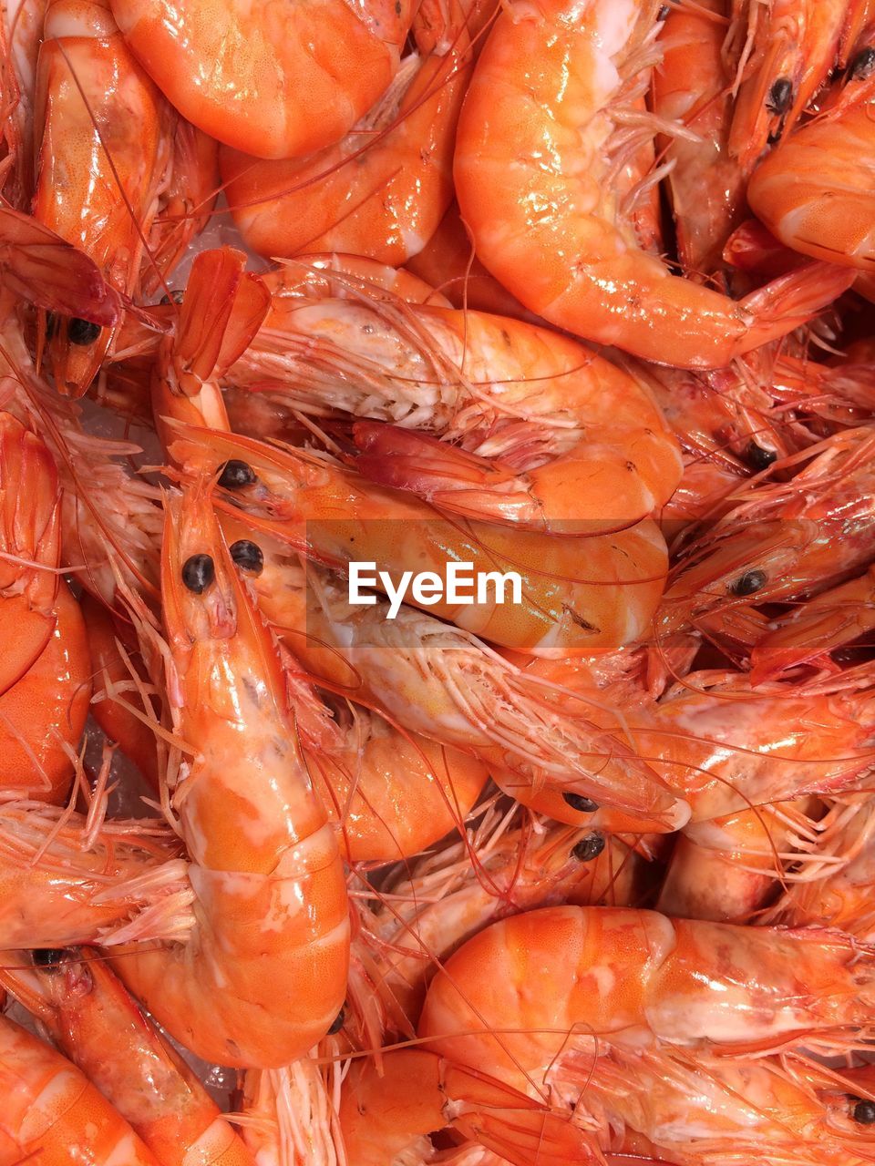 Full frame shot of shrimp