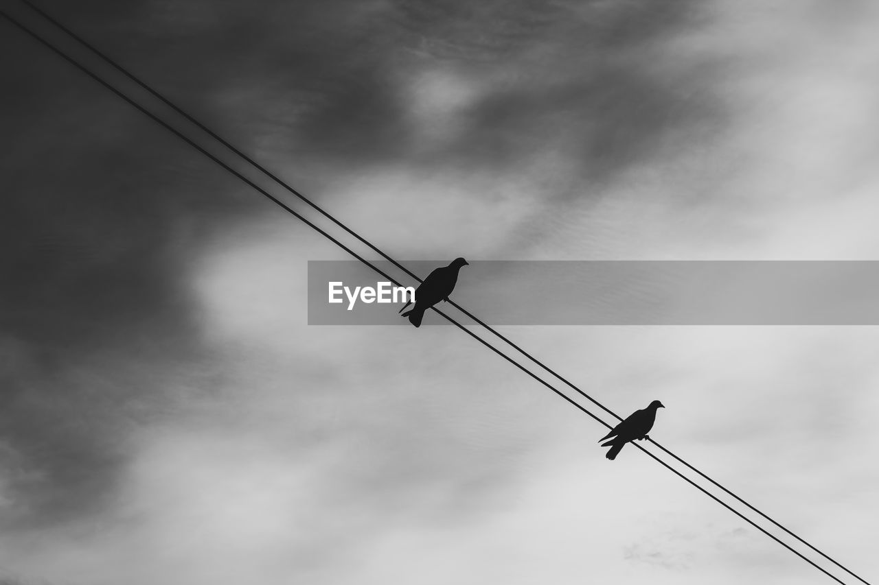 LOW ANGLE VIEW OF BIRD PERCHING ON A POWER LINES