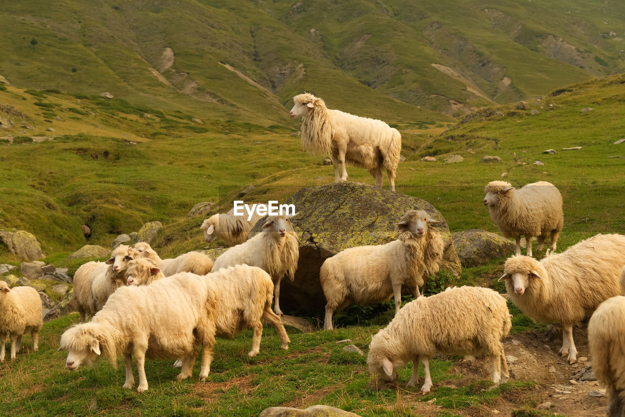 SHEEP ON FARM