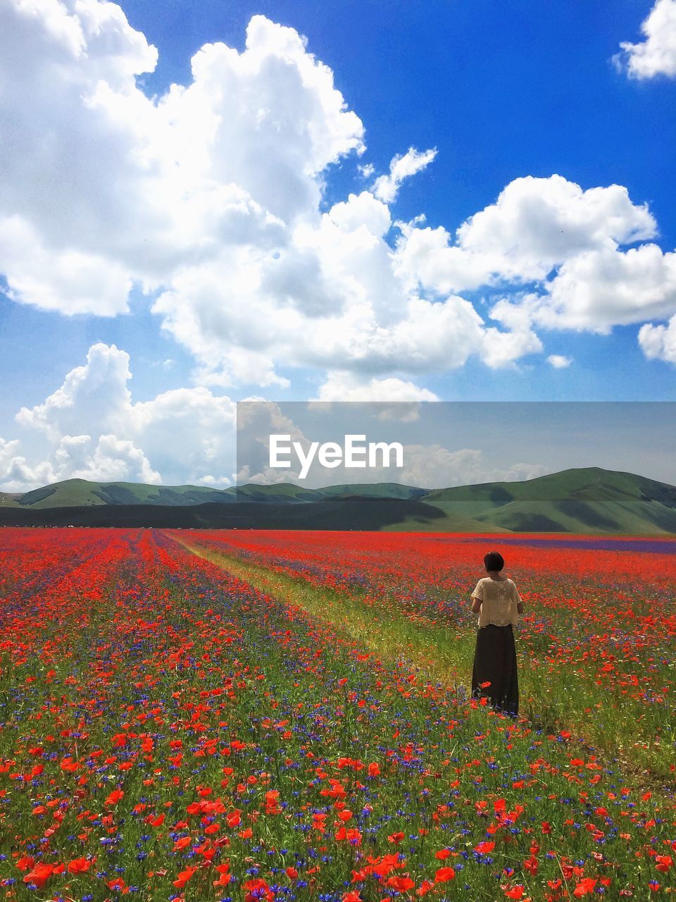 Rear view of woman standing at poppy field against sky