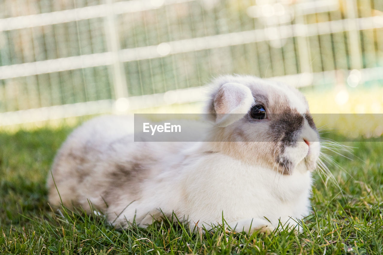 Close-up of a rabbit looking away