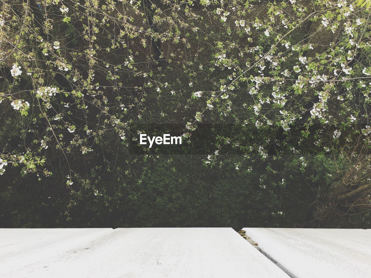 CLOSE-UP OF TREES