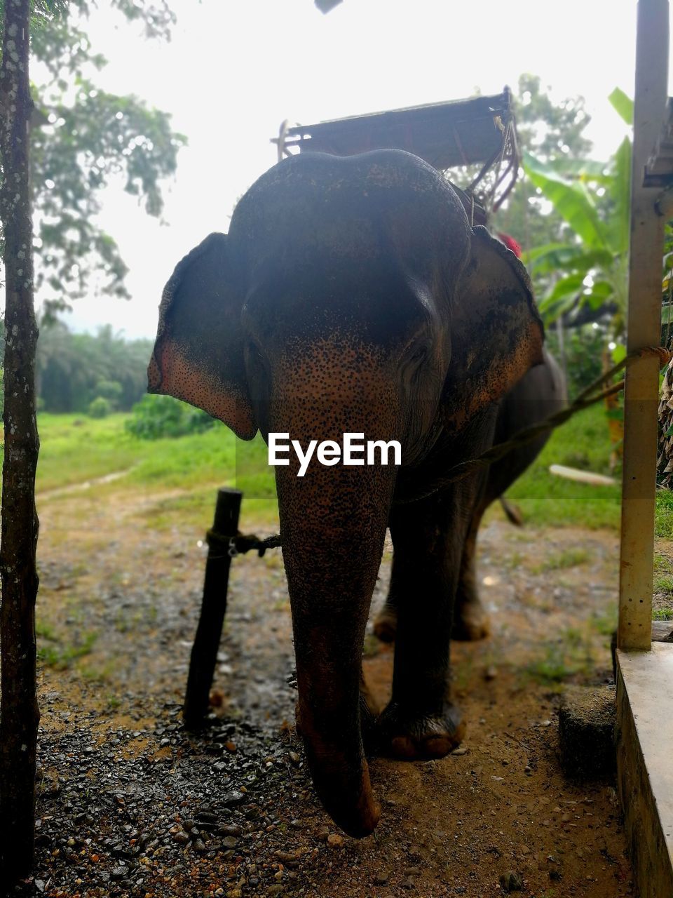 REAR VIEW OF ELEPHANT STANDING AGAINST THE SKY