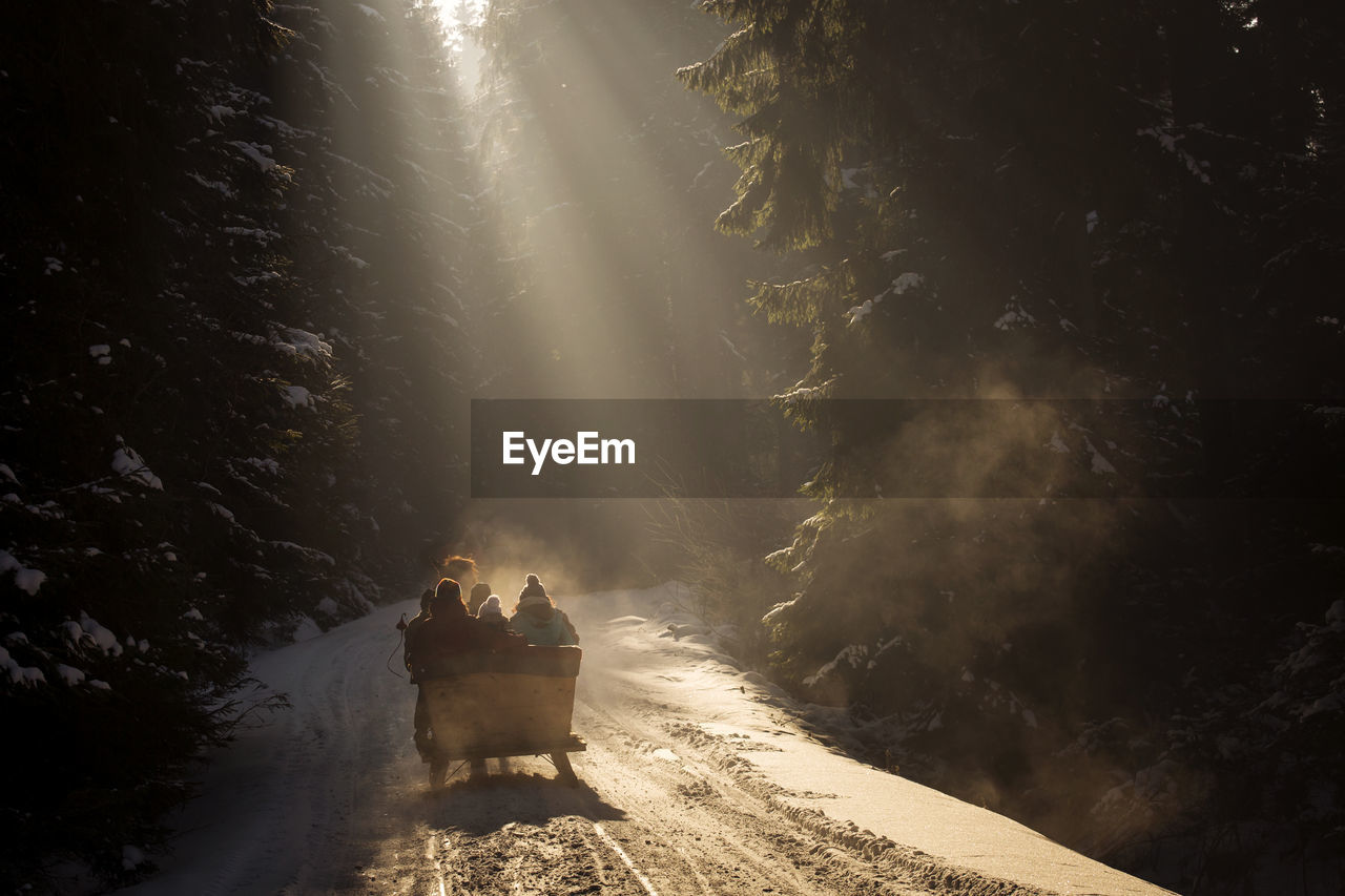 Silhouette people in sleigh on snow covered road amidst trees in forest