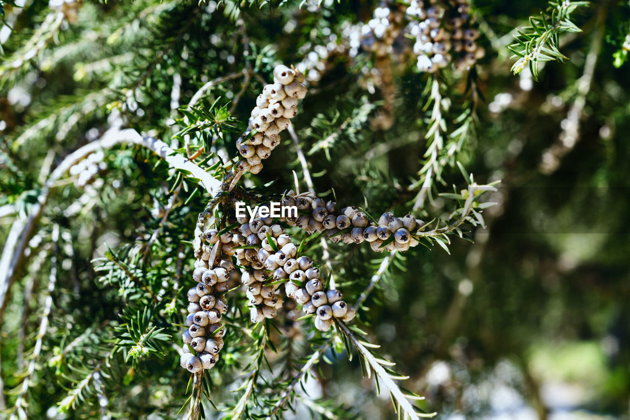 CLOSE-UP OF PINE TREE WITH PLANT