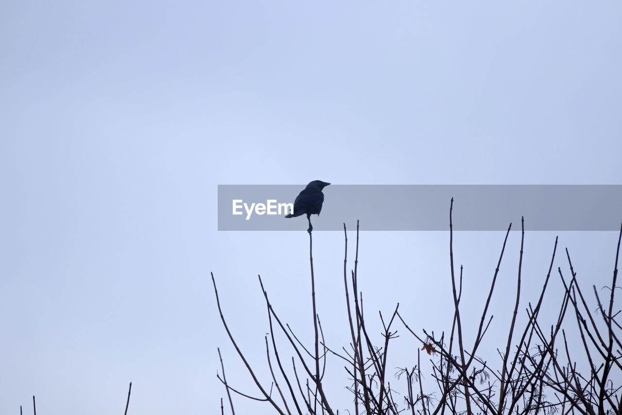 LOW ANGLE VIEW OF BIRD PERCHING ON A SILHOUETTE TREE